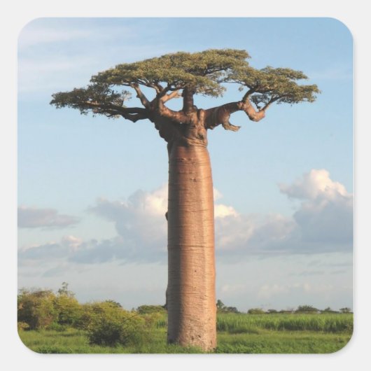 Baobab Madagaskar van Grandidier Vierkante Sticker (Voorkant)