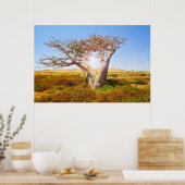 Baobab Poster (Keuken)