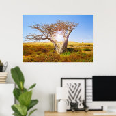 Baobab Poster (Thuiskantoor)