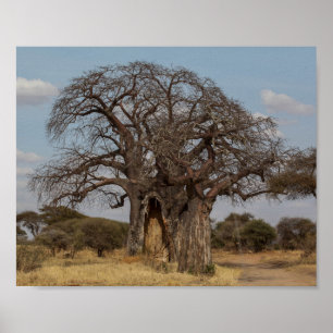 Baobabboom uit Tanzania. Poster