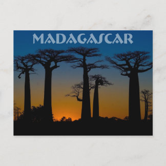 Baobabs de Madagascar Briefkaart