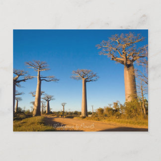 Baobabs de Madagascar Briefkaart