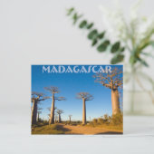 Baobabs de Madagascar Briefkaart (Staand voorkant)