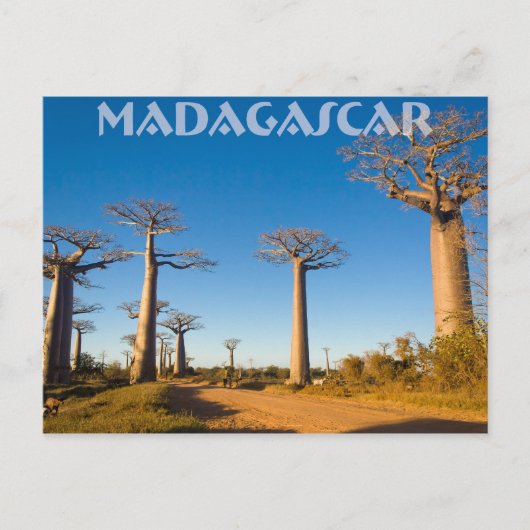 Baobabs de Madagascar Briefkaart (Voorkant)