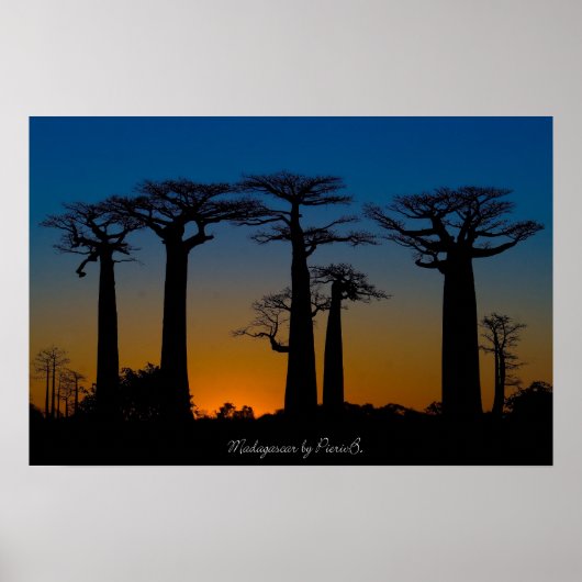 Baobabs de Madagascar Poster (Voorkant)