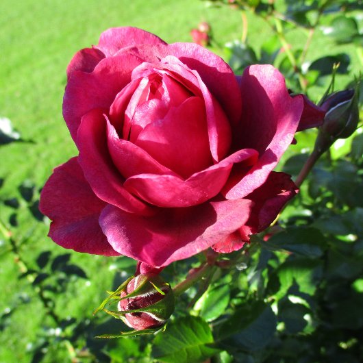 BAR-127-Mok Koffiemok