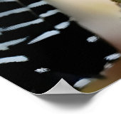 Bar-crested antshrike  poster (Hoek)