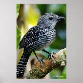Bar-crested antshrike  poster (Voorkant)