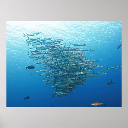 Baraccuda Party Poster (Voorkant)