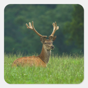 Barasingha Vierkante Sticker