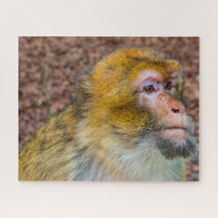 Barbary Apes. Legpuzzel