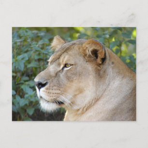 Barbary Lion-set-1-008 Briefkaart