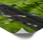 Barbed Wire Fence Poster (Hoek)