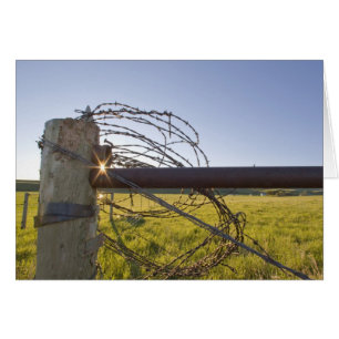 Barbelé roulé sur le fencerow près