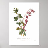 Barberry Poster (Voorkant)