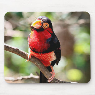 Barbet Bird Mousepad Muismat