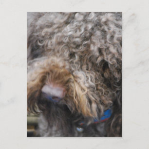 Barbet Briefkaart