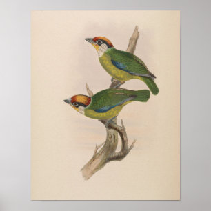 Barbet de Franklin par John Gould Impression