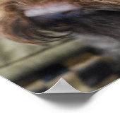 Barbet Poster (Hoek)