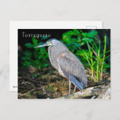 Bare-Throated Tijgerreiger in Tortuguero Briefkaart (Voorkant / Achterkant)