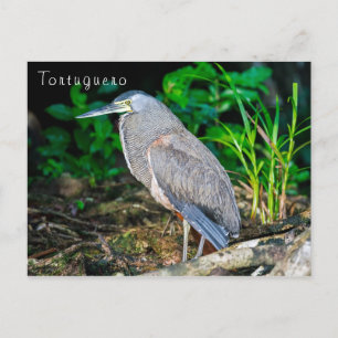 Bare-Throated Tijgerreiger in Tortuguero Briefkaart