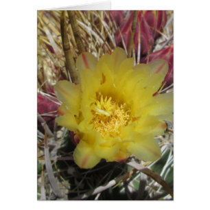 Baril Cactus Fishhook Jaune