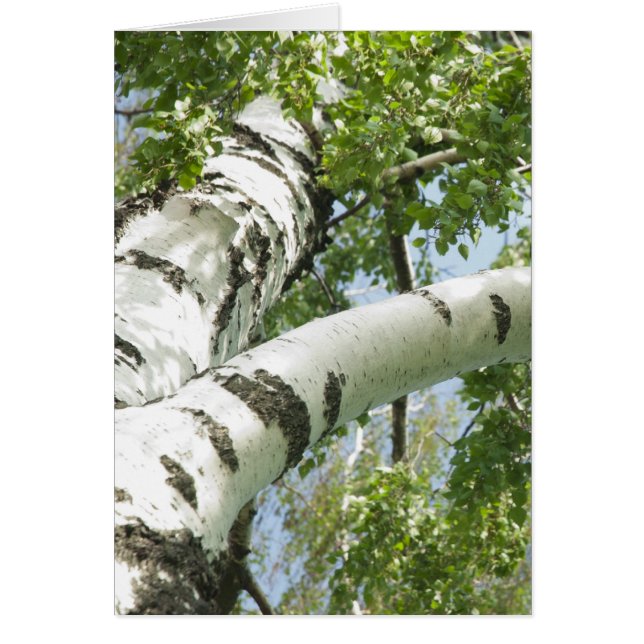 BARK TREE (Voorkant)