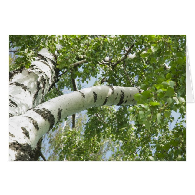 BARK TREE (Voorkant Horizontaal)