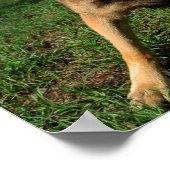 Barking German Shepherd Poster (Hoek)