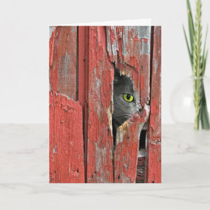 Barn Cat Getting Old Birthday Humor Card Kaart