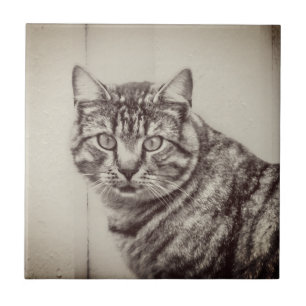 Barn Cat Sepia Brown Animals Keramische Tegel Tegeltje