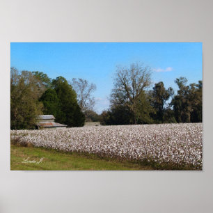 Barn en Cotton Field Canvas of Poster