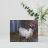 Barn Goat 4 Briefkaart (Staand voorkant)