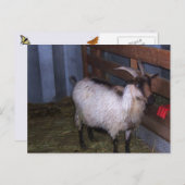 Barn Goat 4 Briefkaart (Voorkant / Achterkant)