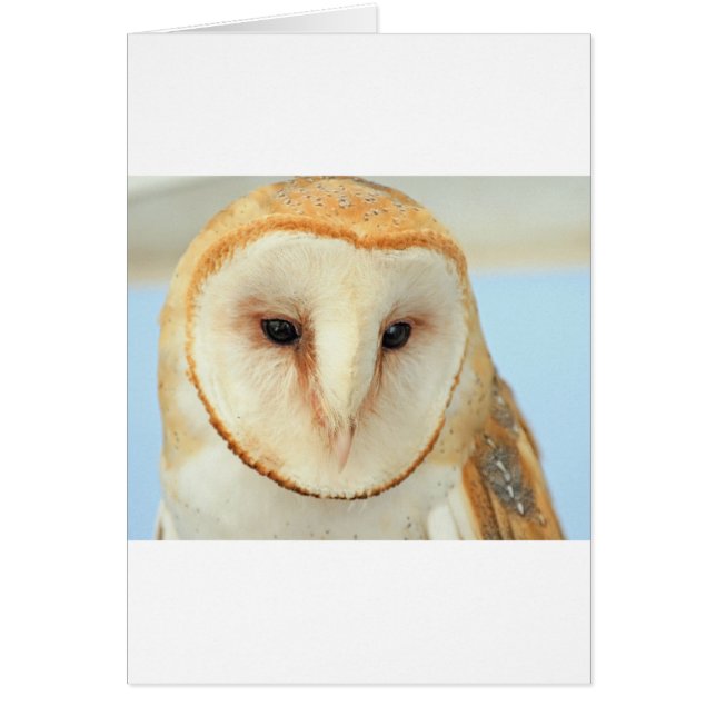 Barn Owl (Devant)