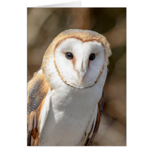 Barn Owl