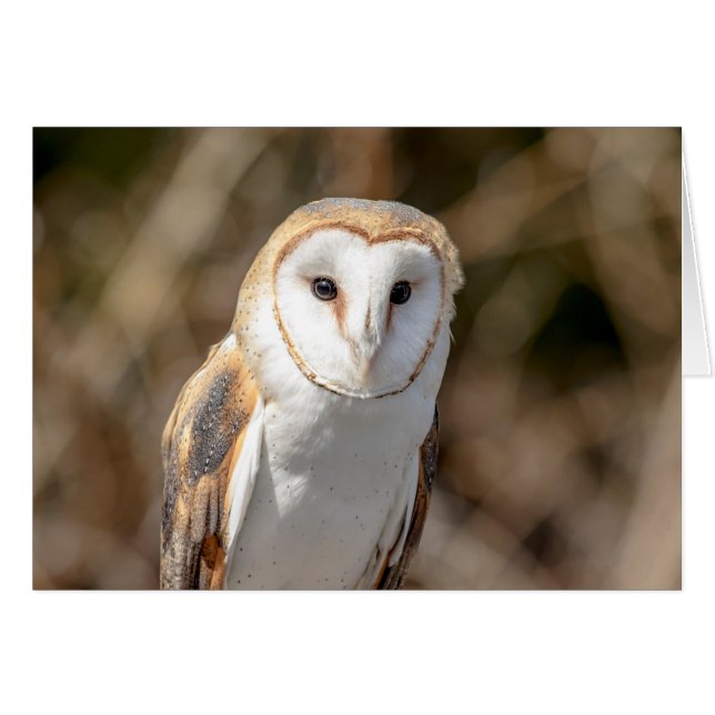 Barn Owl (Voorkant Horizontaal)