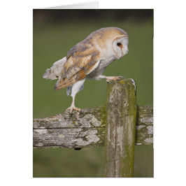 Barn Owl