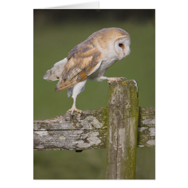 Barn Owl (Voorkant)