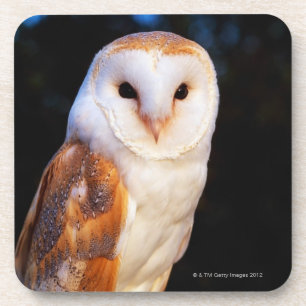 Barn Owl 2 Bier Onderzetter