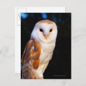 Barn Owl 2 Briefkaart (Voorkant / Achterkant)