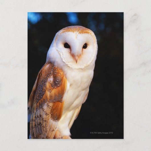 Barn Owl 2 Briefkaart (Voorkant)