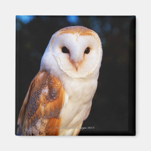 Barn Owl 2 Magneet