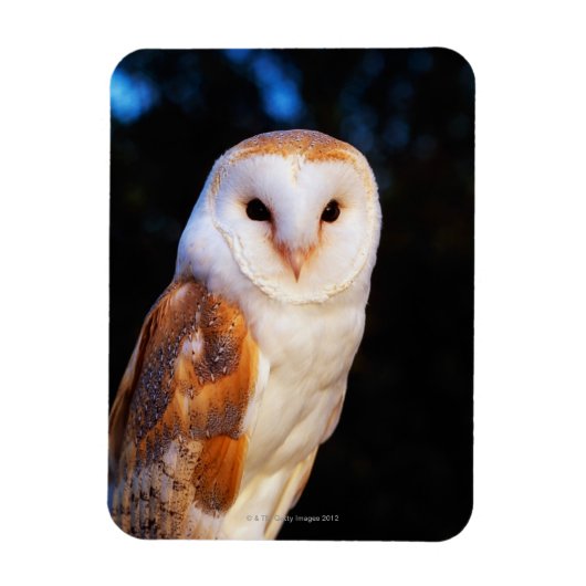 Barn Owl 2 Magneet (Verticaal)
