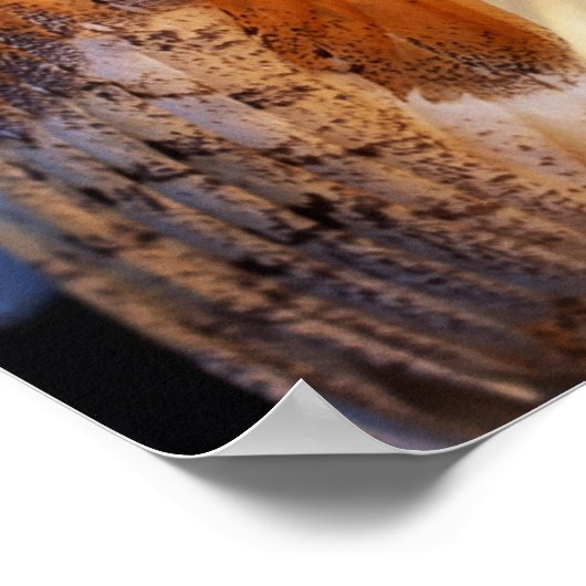 Barn Owl 2 Poster (Hoek)