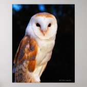 Barn Owl 2 Poster (Voorkant)