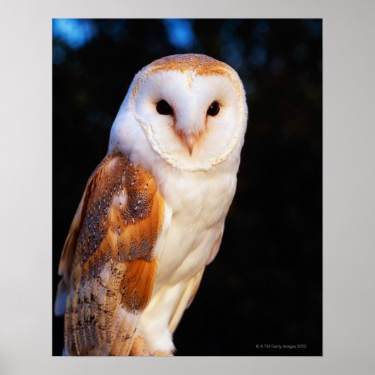 Barn Owl 2 Poster (Voorkant)