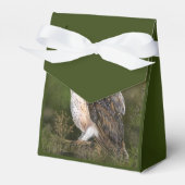 Barn Owl Ballotins (Verso)