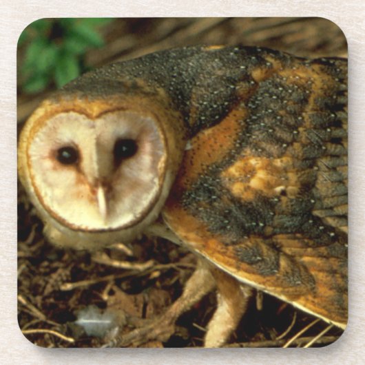 Barn Owl Bier Onderzetter (Voorkant)