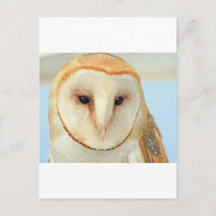 Barn Owl Briefkaart